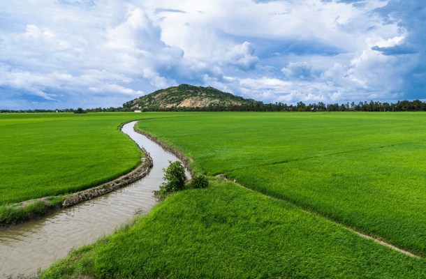irrigation